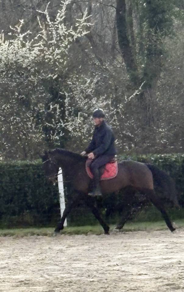 Gelding Westphalian  For sale 2022 Dark Bay