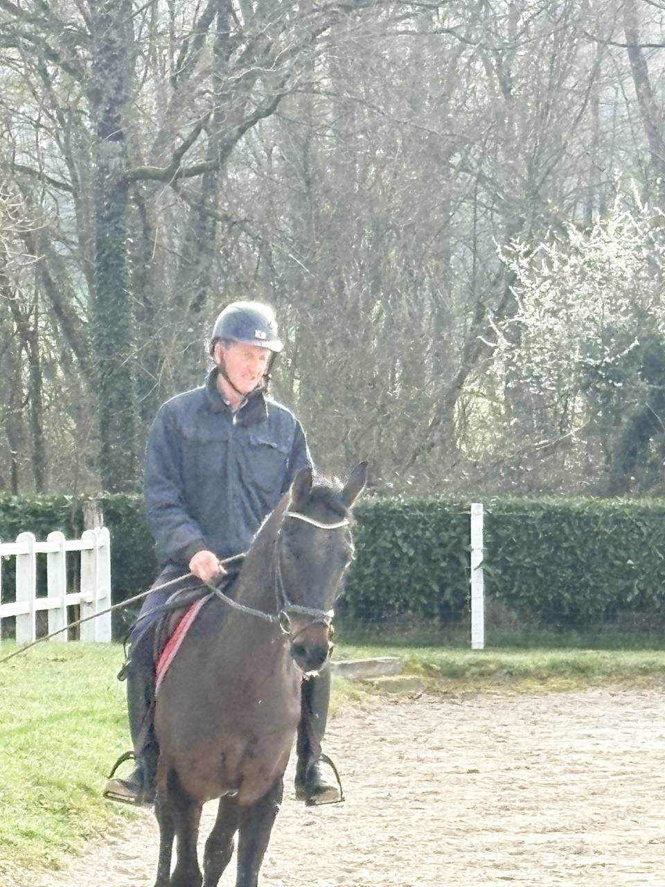 Gelding Westphalian  For sale 2022 Dark Bay