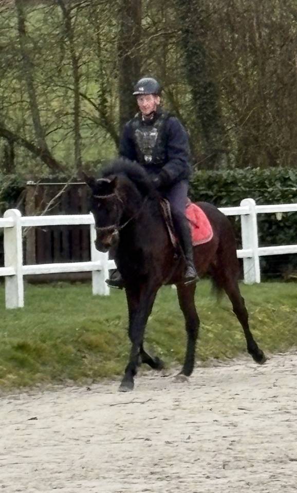 Gelding Westphalian  For sale 2022 Dark Bay