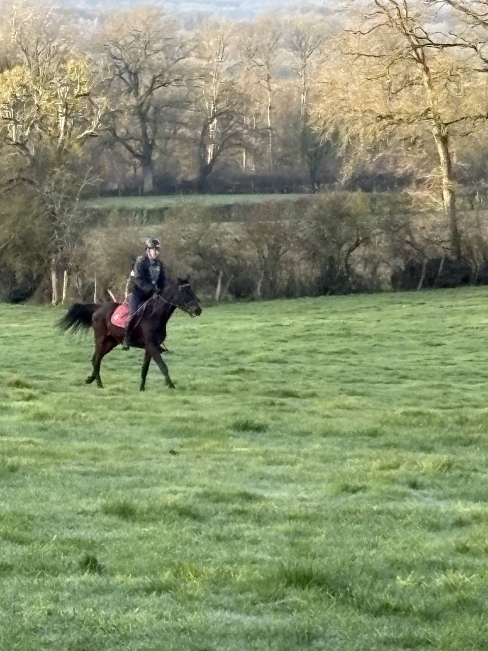 Gelding Westphalian  For sale 2022 Dark Bay