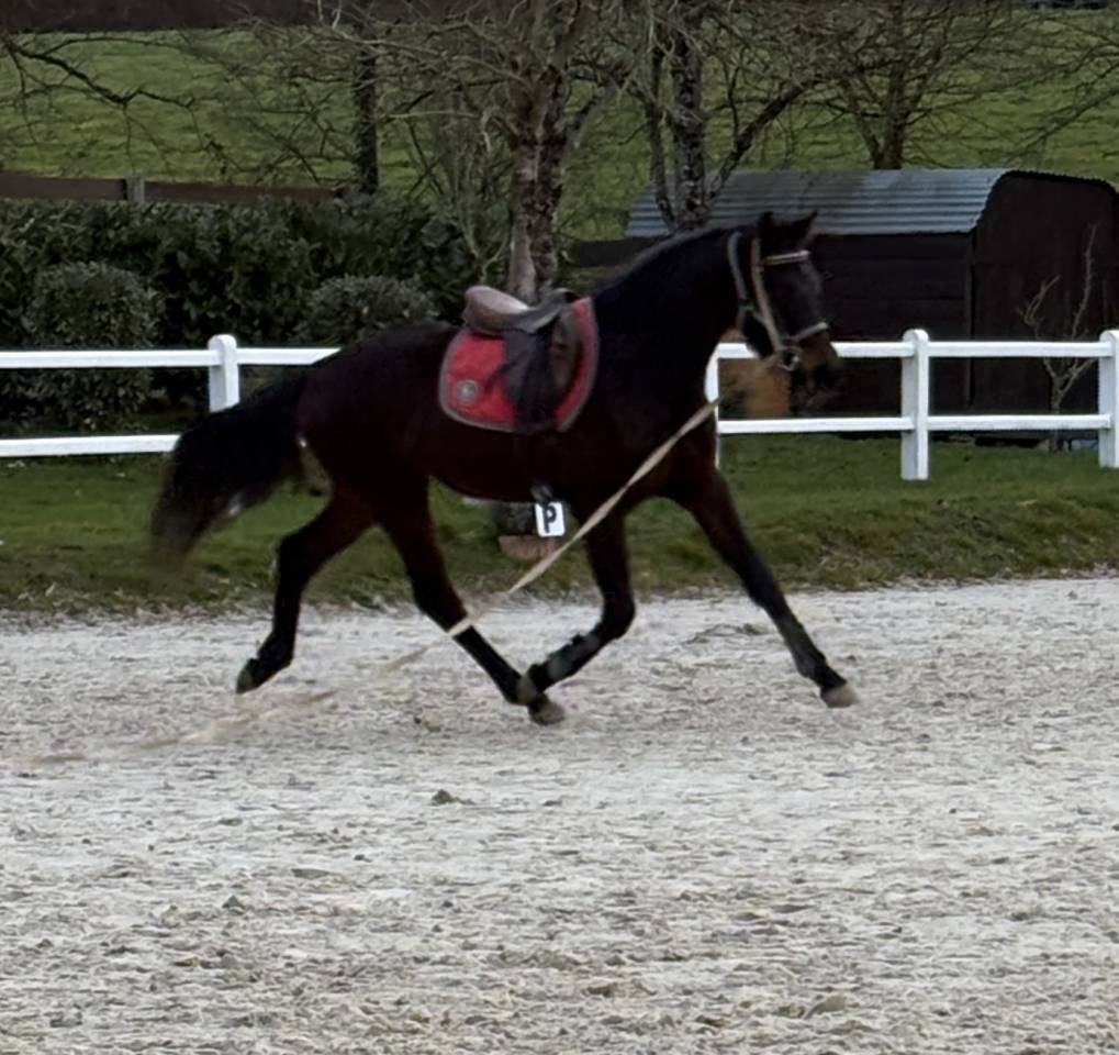 Gelding Westphalian  For sale 2022 Dark Bay