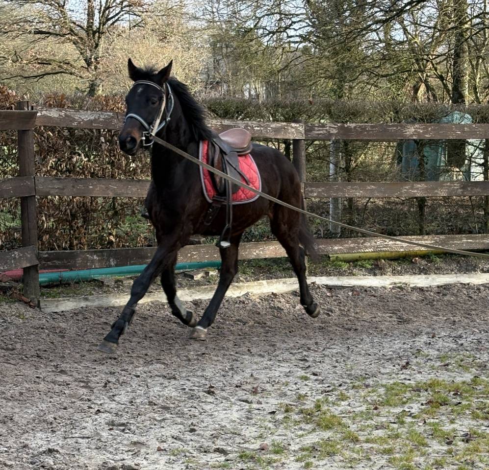 Gelding Westphalian  For sale 2022 Dark Bay