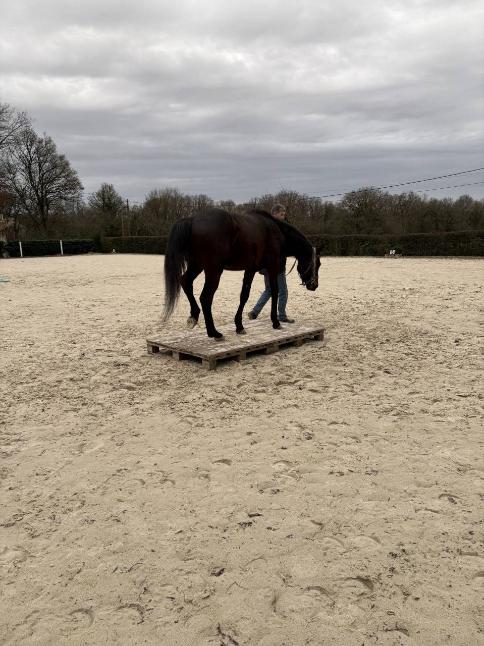 Gelding Westphalian  For sale 2022 Dark Bay