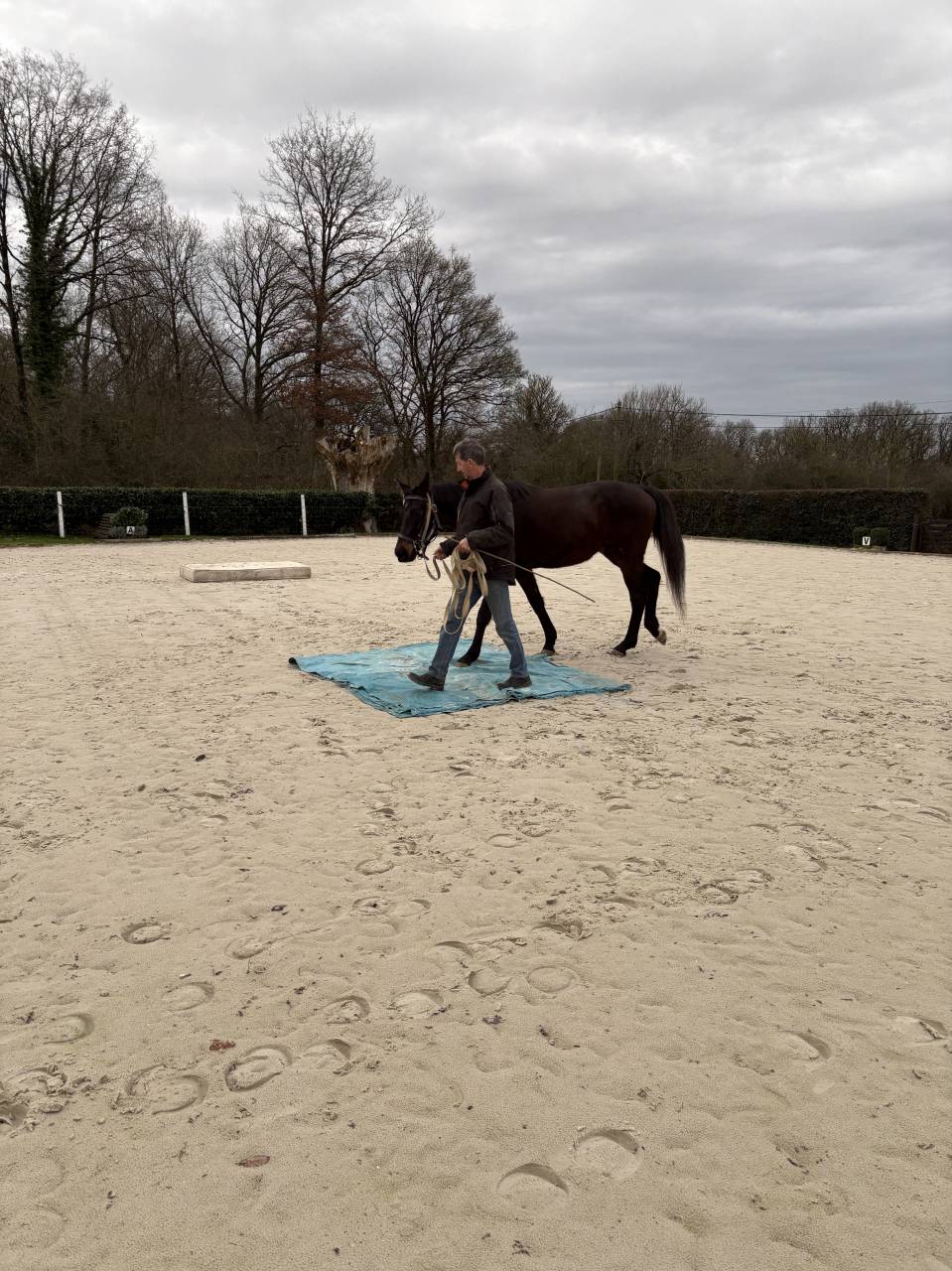 Gelding Westphalian  For sale 2022 Dark Bay