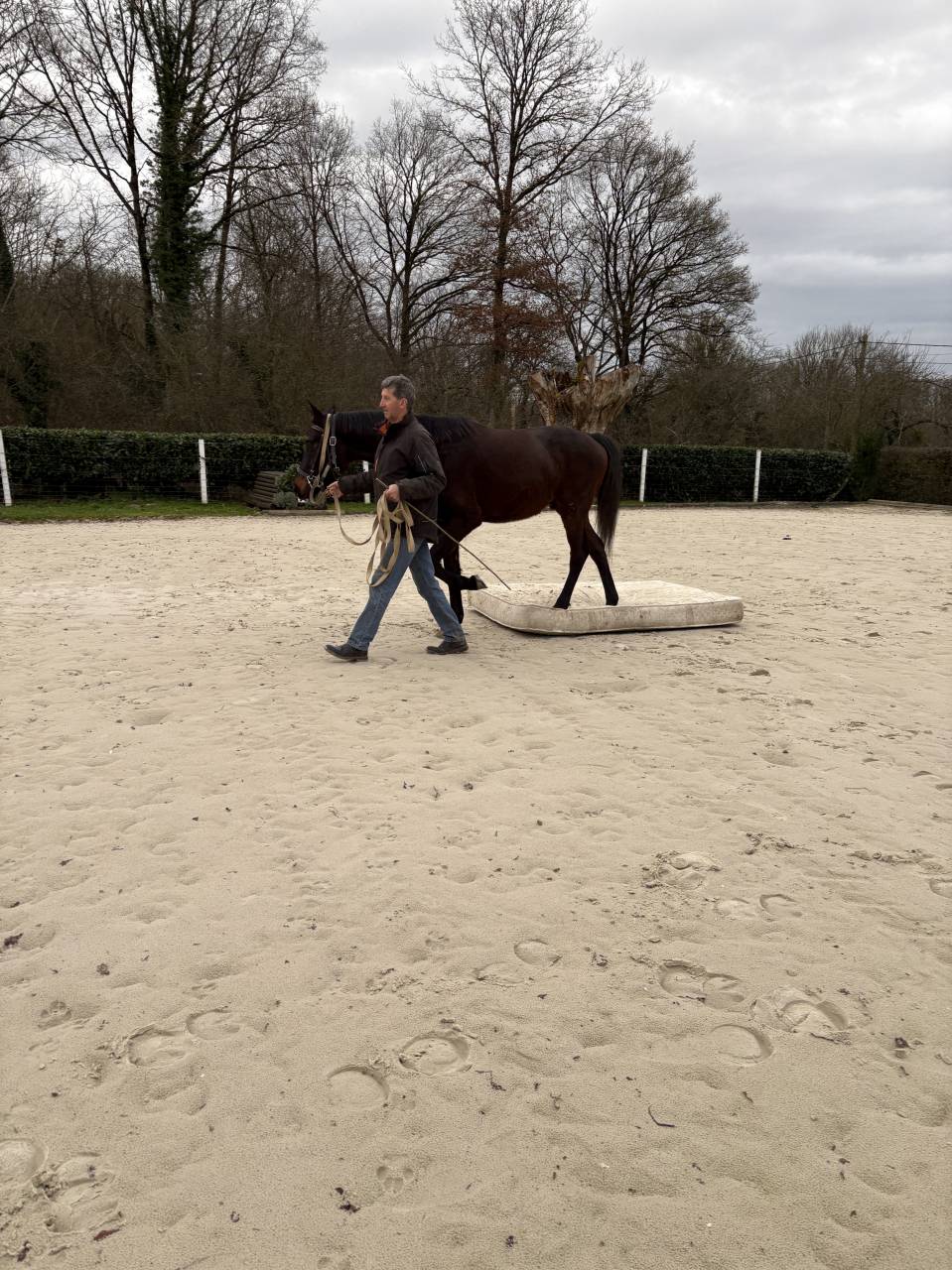 Gelding Westphalian  For sale 2022 Dark Bay