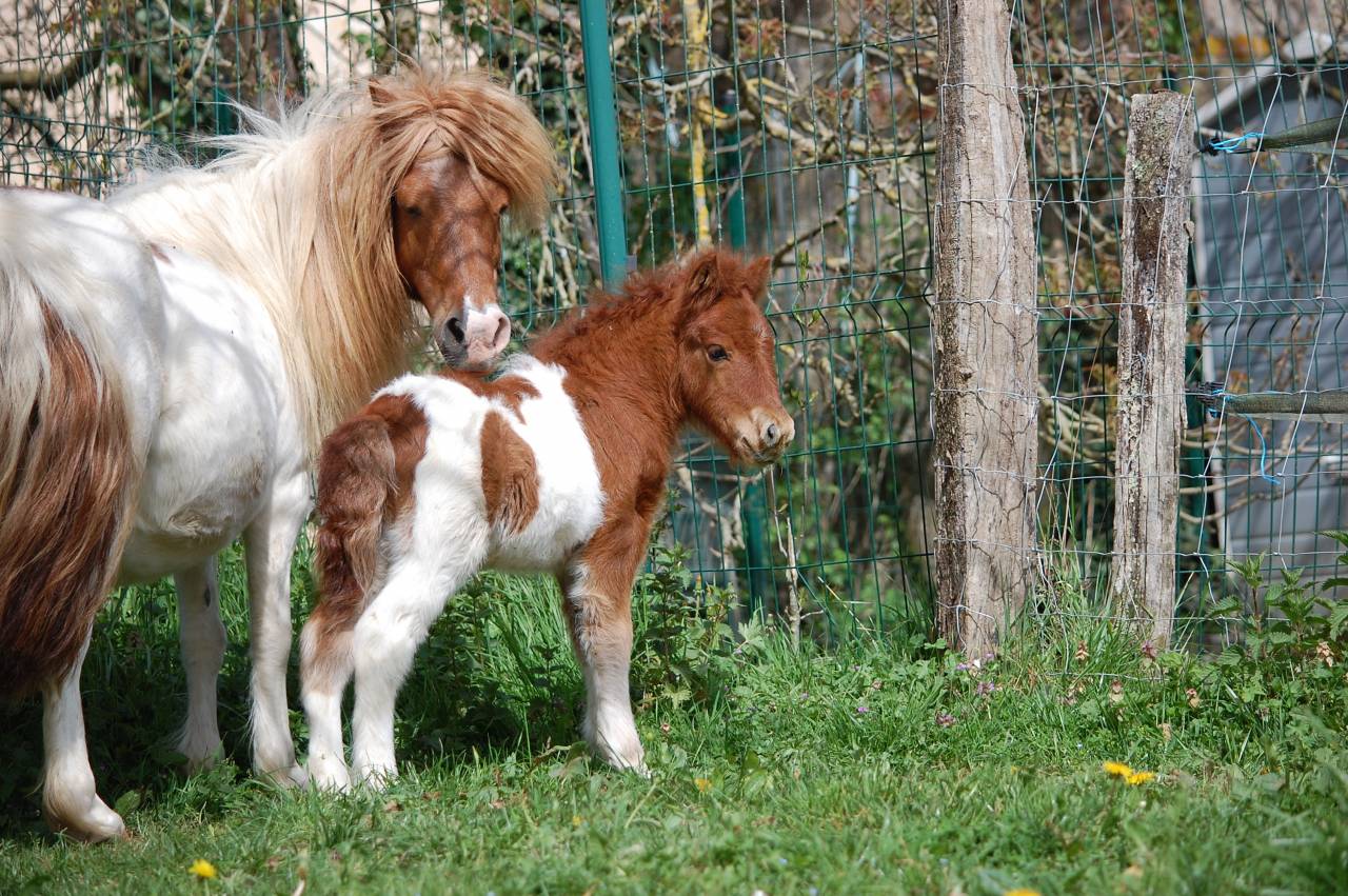 Colt Shetland Pony For sale 2026 Coloured