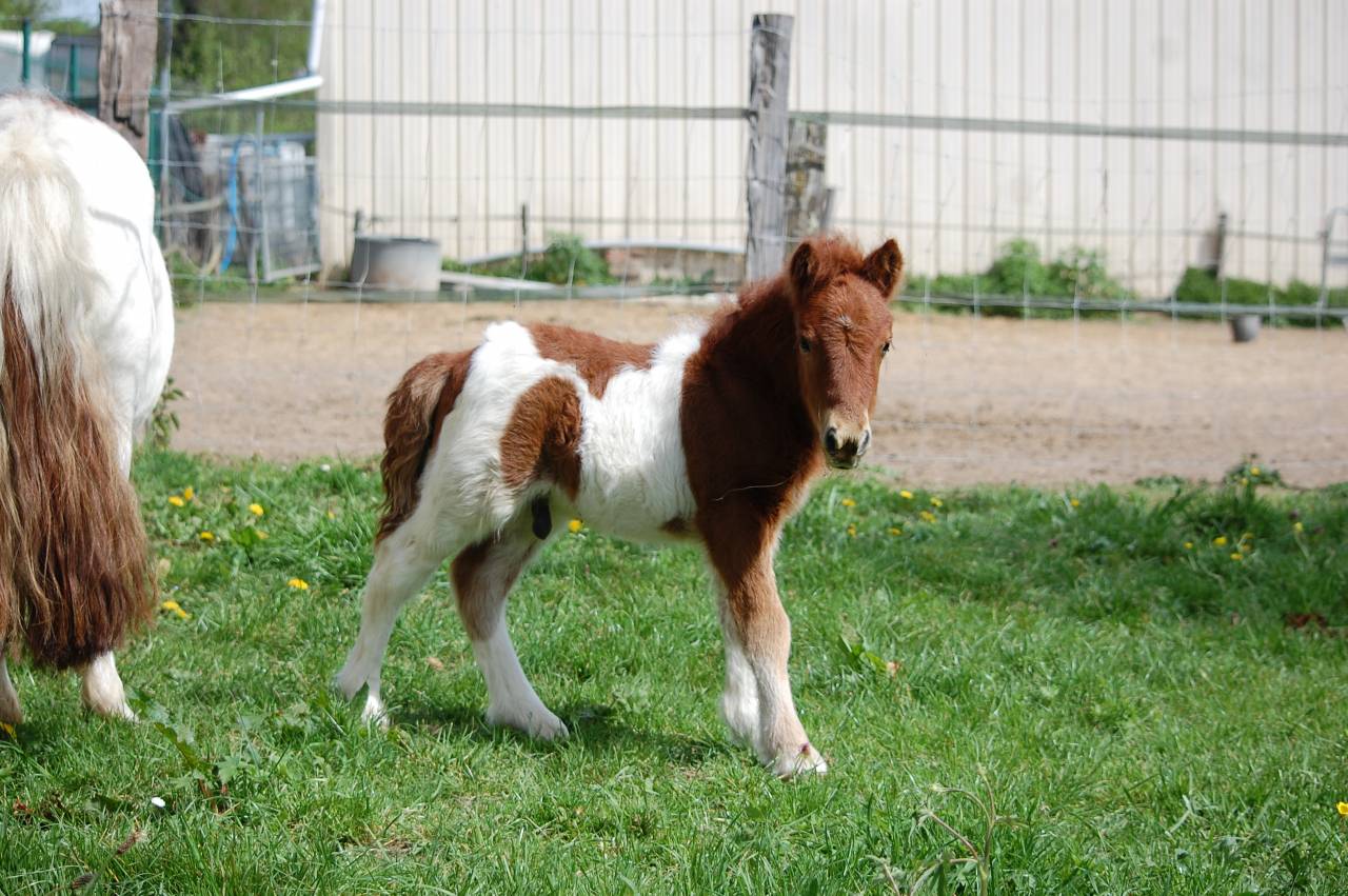 Colt Shetland Pony For sale 2026 Coloured