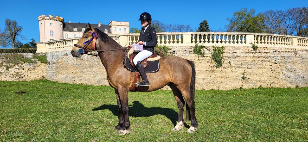 Gelding Connemara For sale 2020 Buckskin