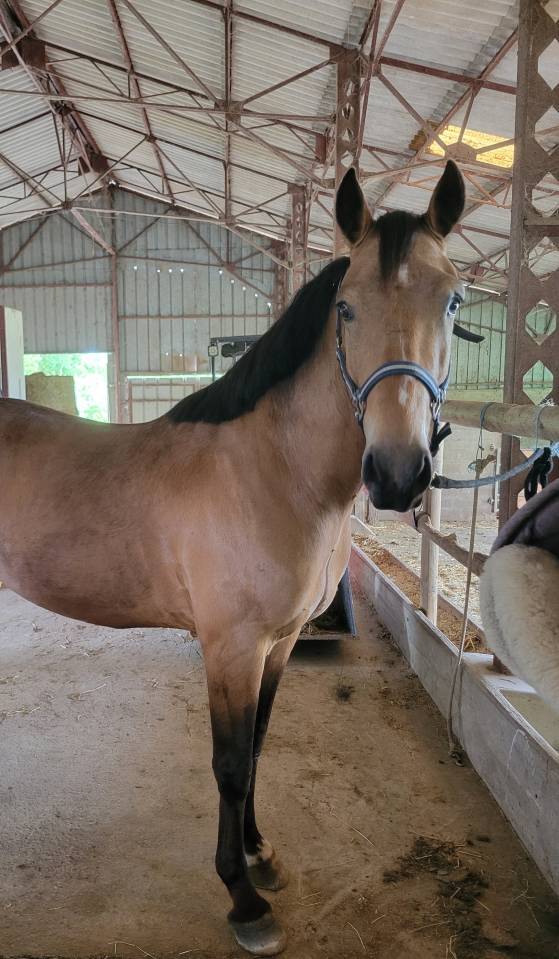 Gelding Connemara For sale 2020 Buckskin
