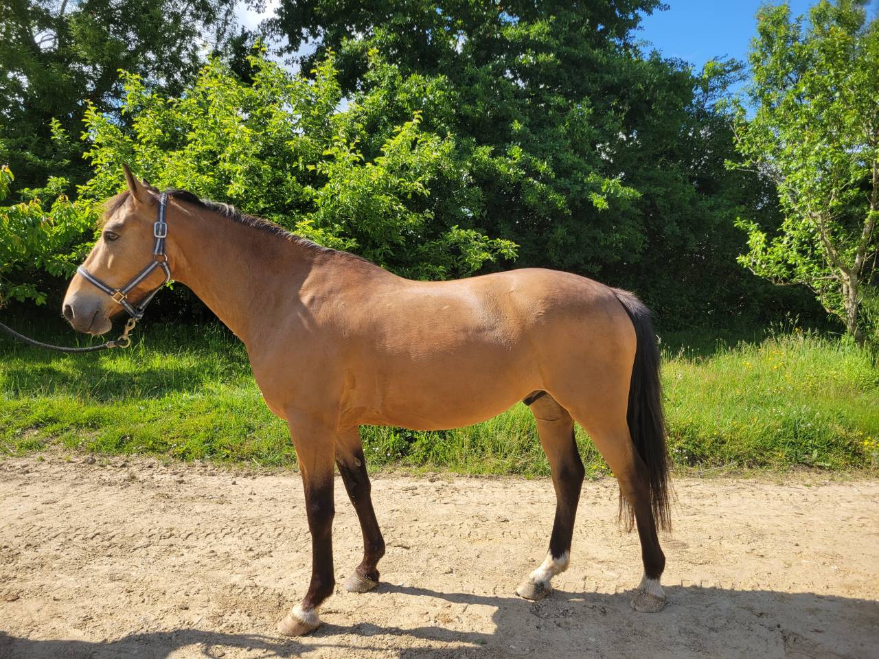 Gelding Connemara For sale 2020 Buckskin