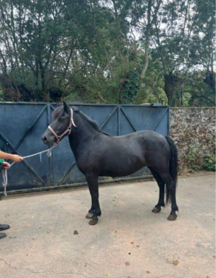 Mare No Origin Recorded For sale 2017 Black