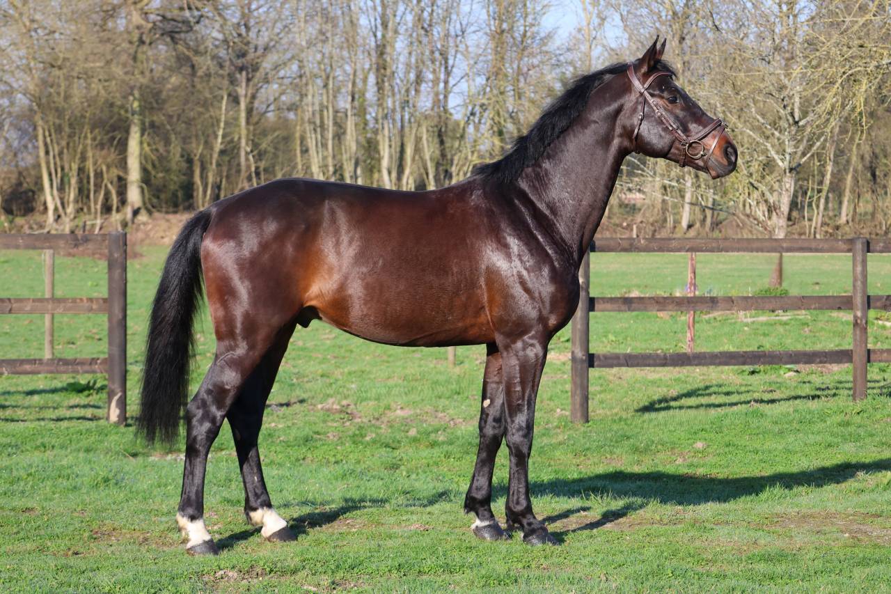 Gelding Holsteiner For sale 2020 Bay
