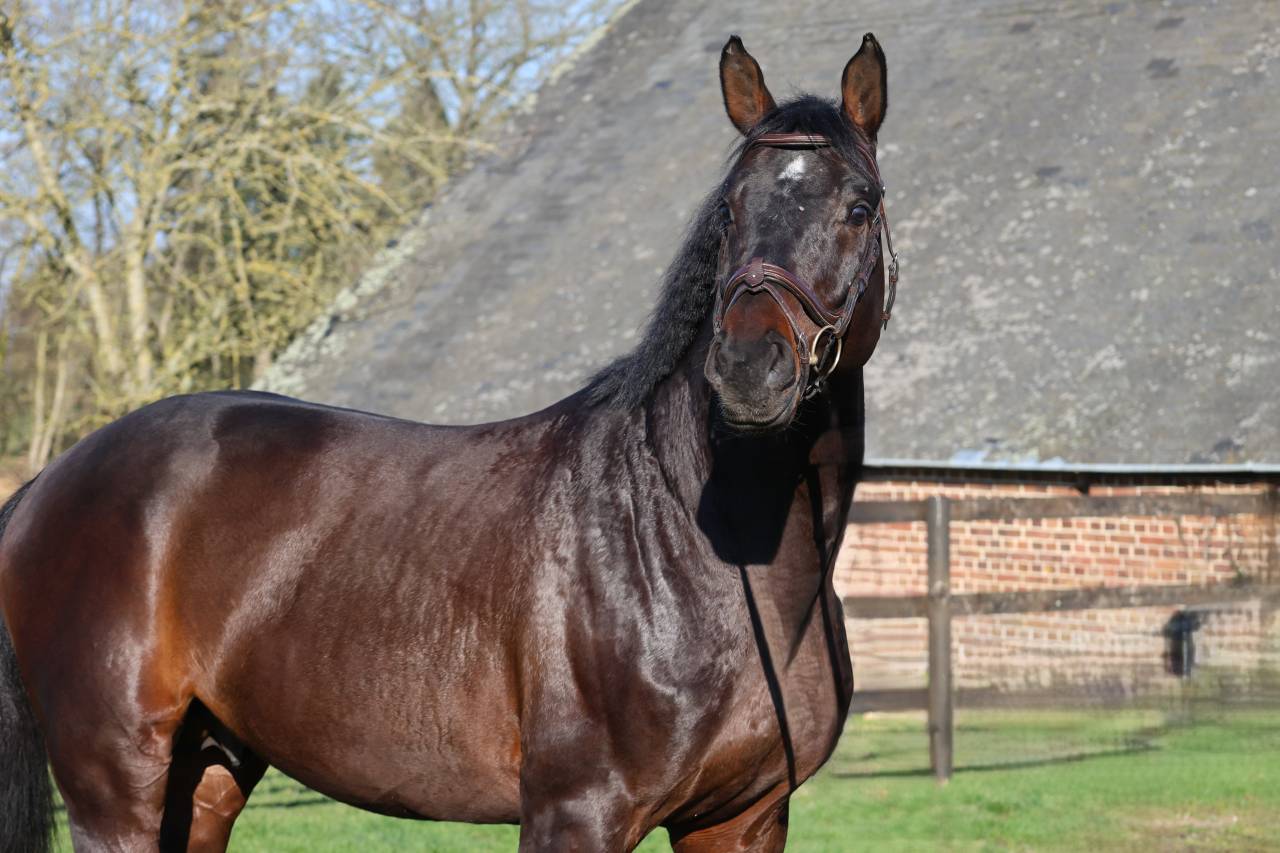 Gelding Holsteiner For sale 2020 Bay