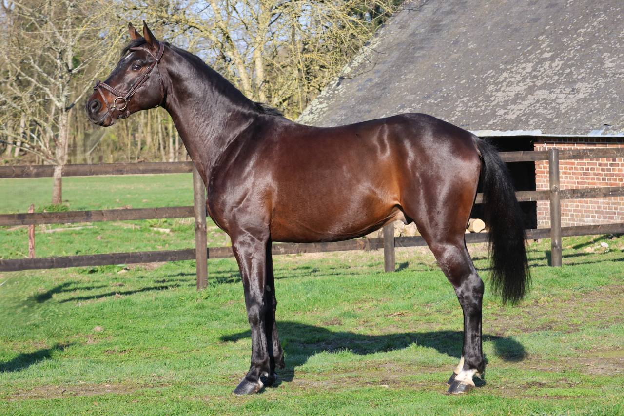 Gelding Holsteiner For sale 2020 Bay