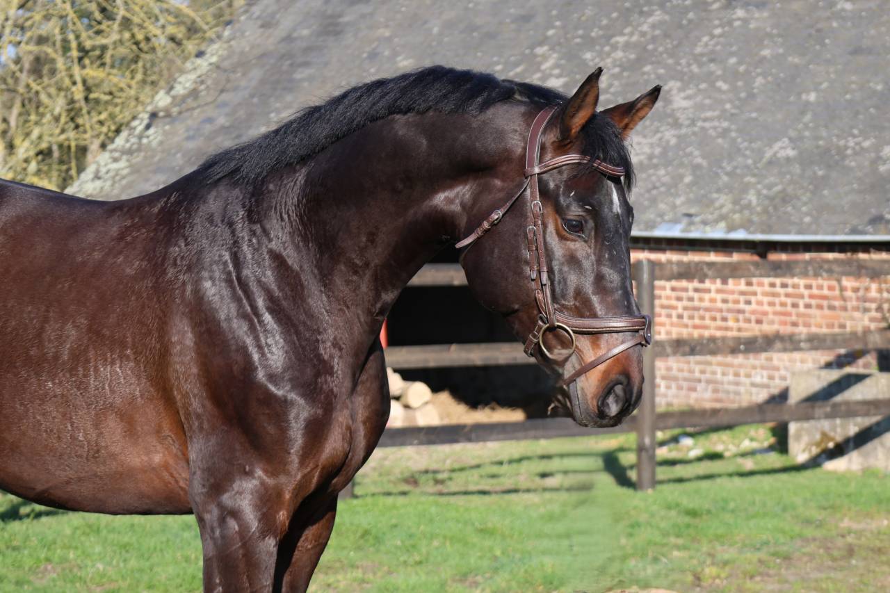 Gelding Holsteiner For sale 2020 Bay