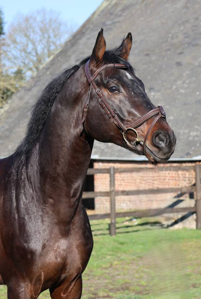 Gelding Holsteiner For sale 2020 Bay