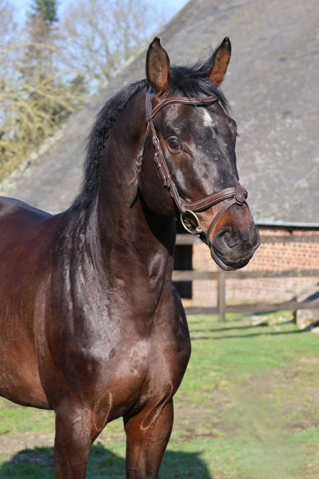 Gelding Holsteiner For sale 2020 Bay