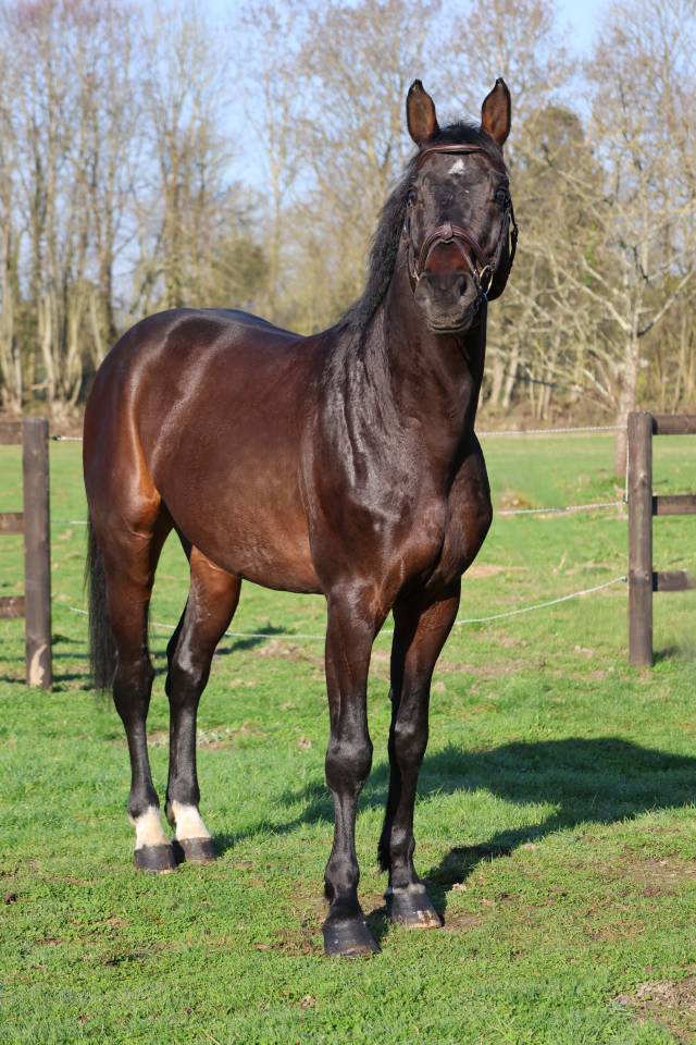 Gelding Holsteiner For sale 2020 Bay