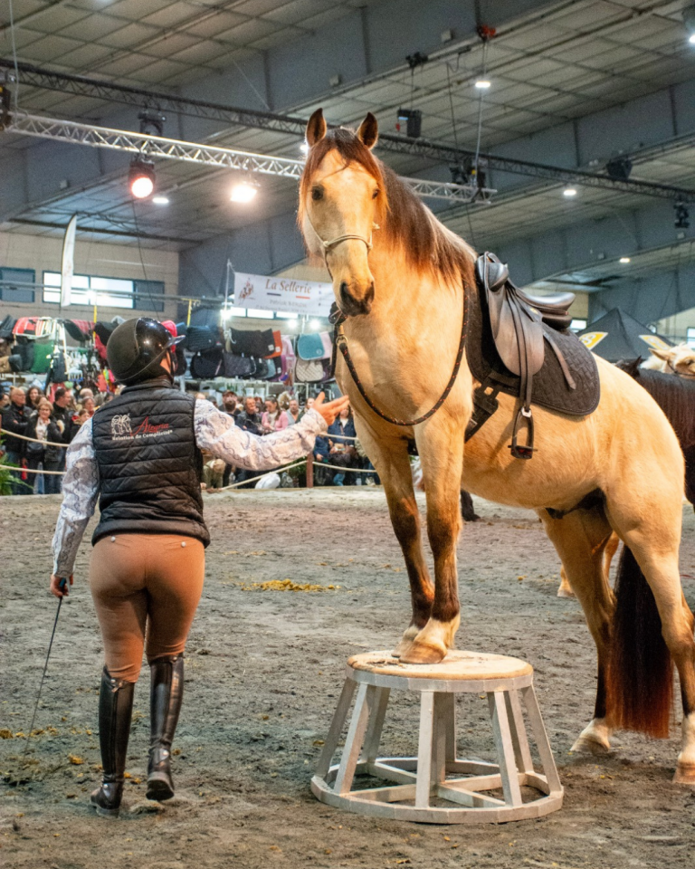 Gelding PRE Pure Spanish Bred For sale 2021 Buckskin