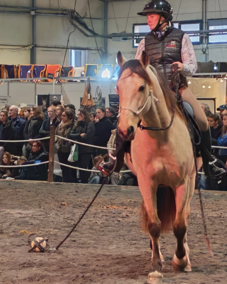 Gelding PRE Pure Spanish Bred For sale 2021 Buckskin