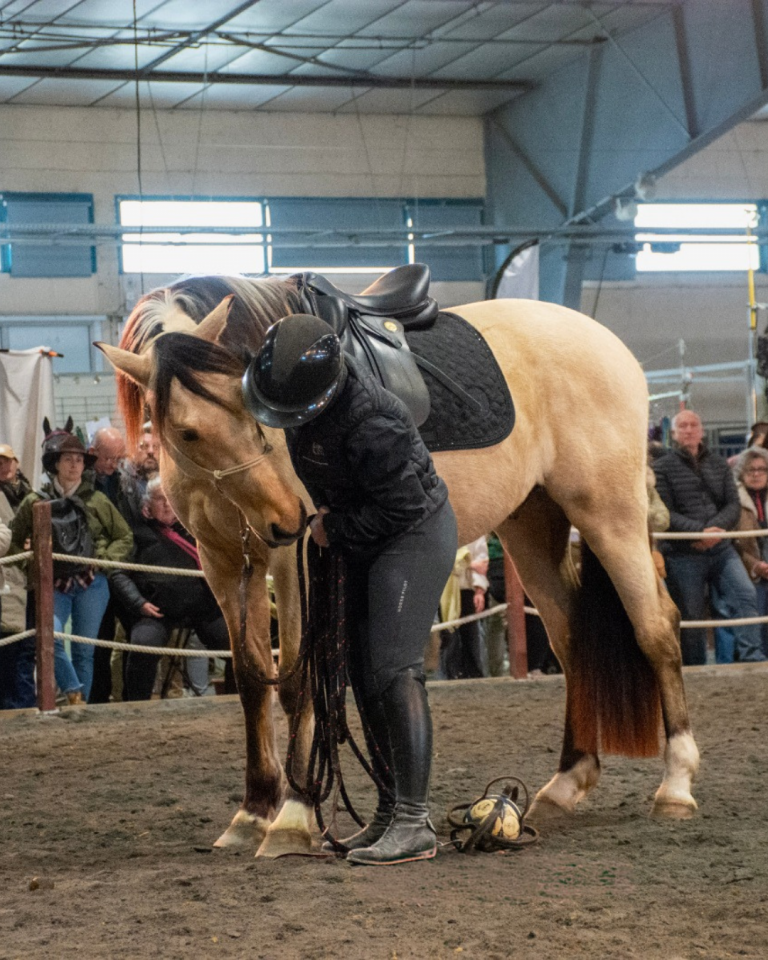 Gelding PRE Pure Spanish Bred For sale 2021 Buckskin