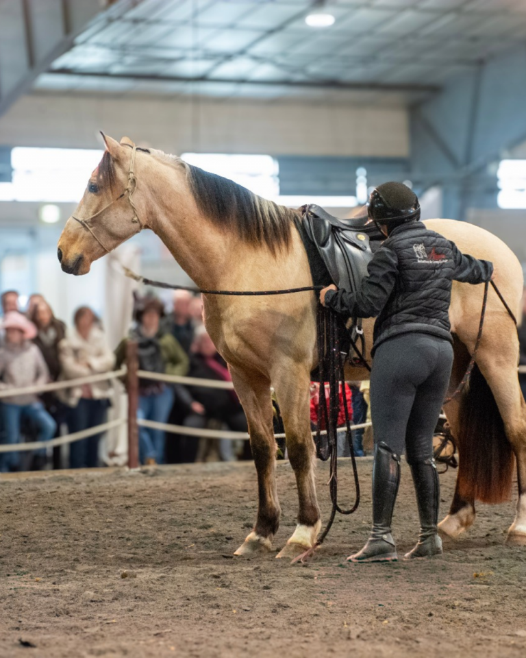 Gelding PRE Pure Spanish Bred For sale 2021 Buckskin