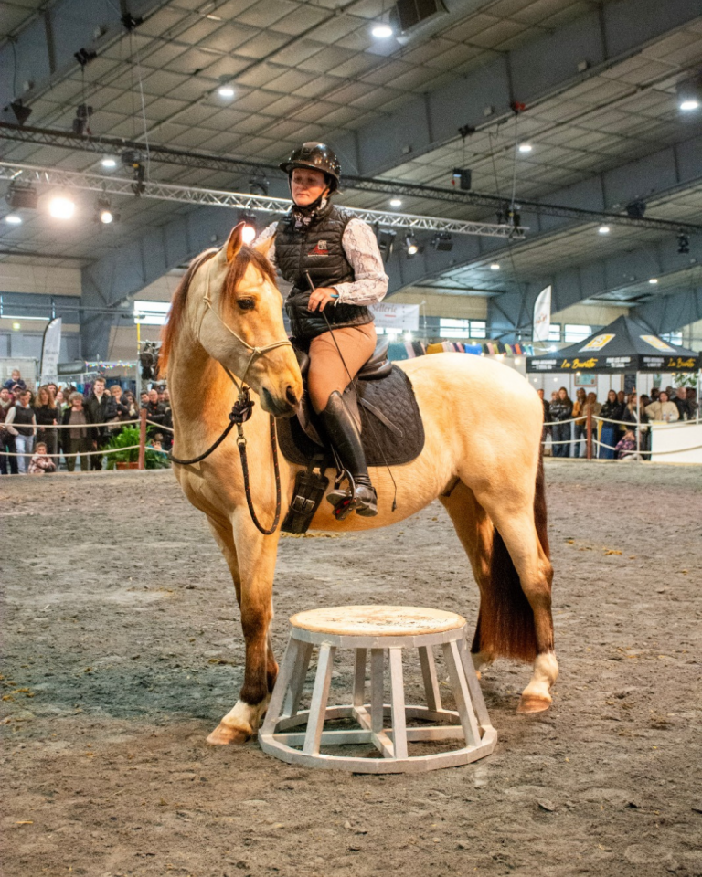 Gelding PRE Pure Spanish Bred For sale 2021 Buckskin