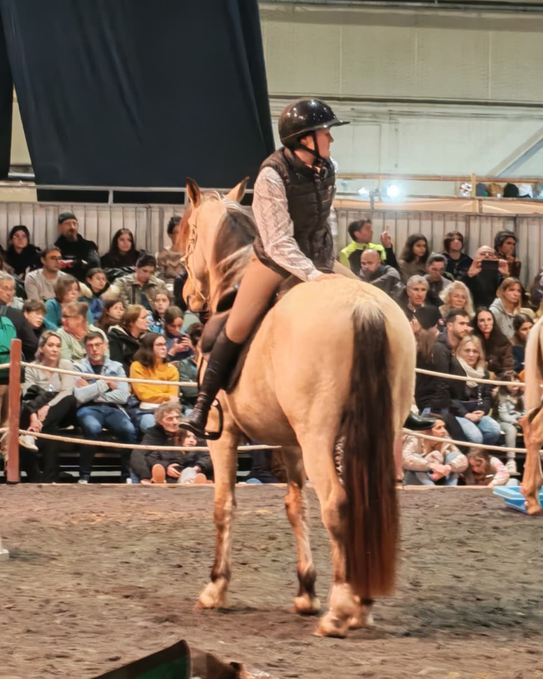Gelding PRE Pure Spanish Bred For sale 2021 Buckskin