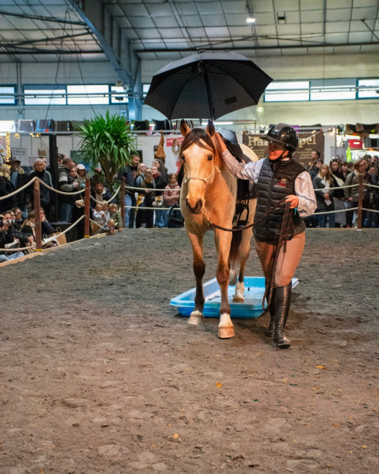 Gelding PRE Pure Spanish Bred For sale 2021 Buckskin