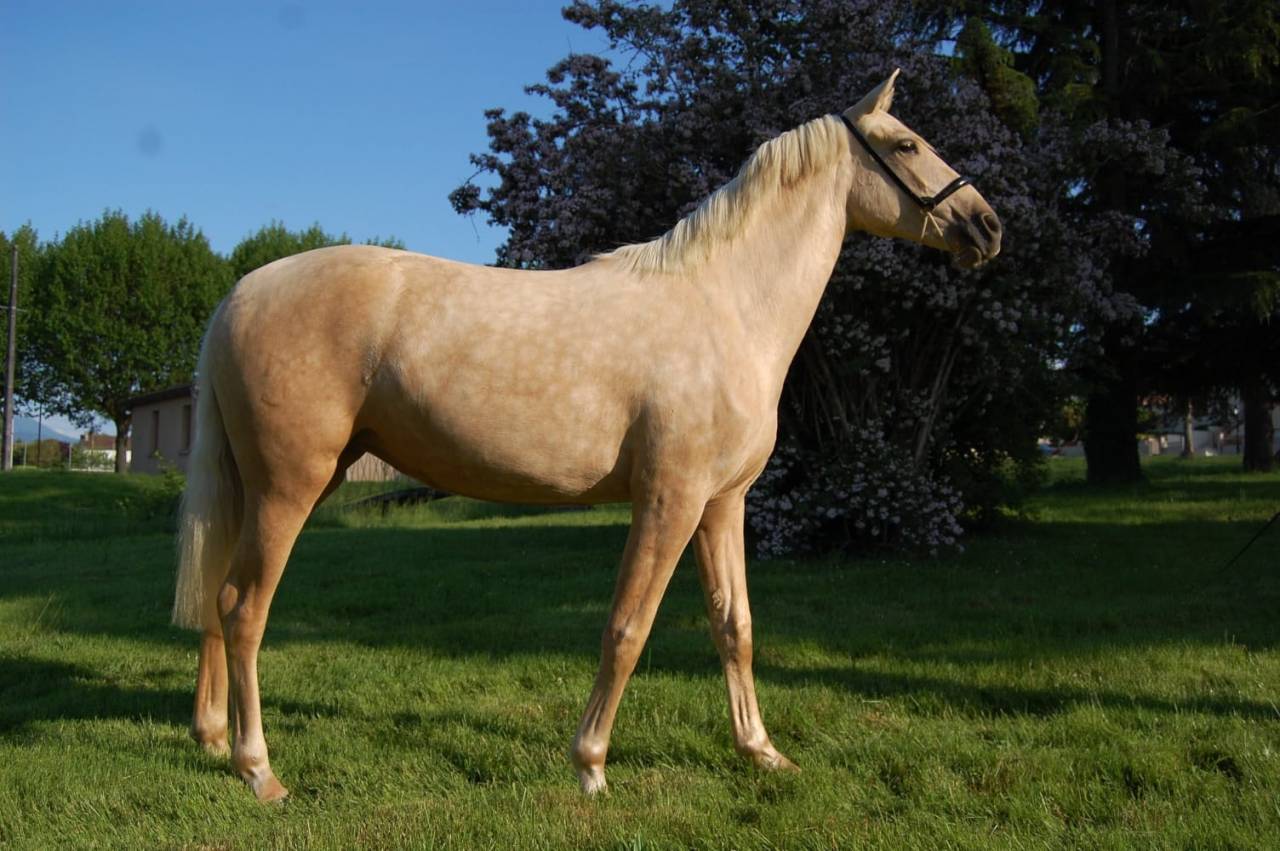 Mare PRE Pure Spanish Bred For sale 2023 Palomino