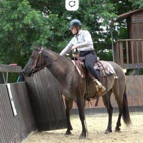 Mare Quarter For sale 2020 Grullo