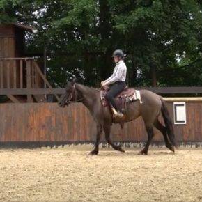 Mare Quarter For sale 2020 Grullo