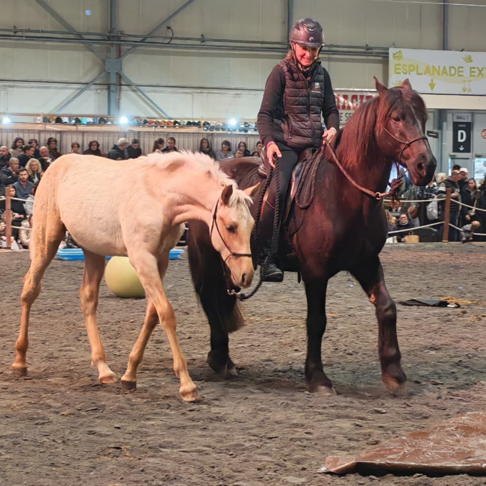 Colt PRE Pure Spanish Bred For sale 2025 Palomino