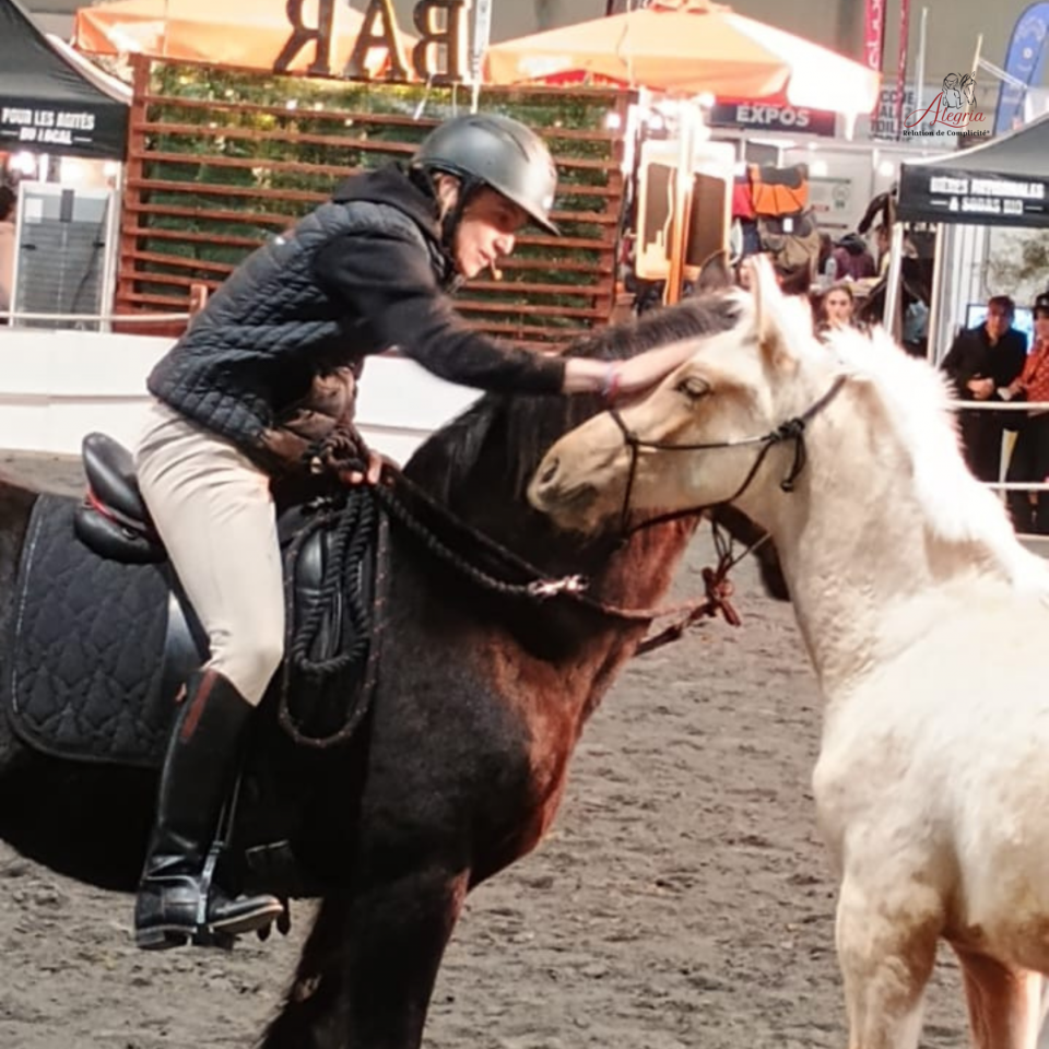 Colt PRE Pure Spanish Bred For sale 2025 Palomino