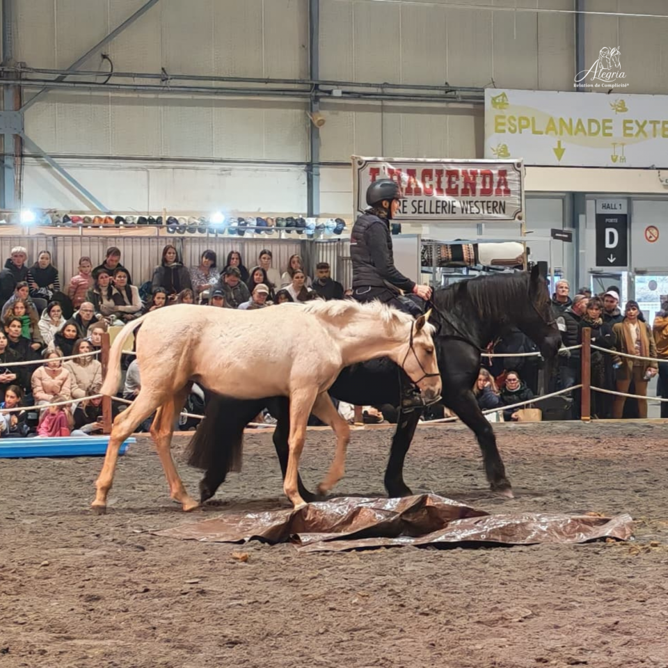 Colt PRE Pure Spanish Bred For sale 2025 Palomino