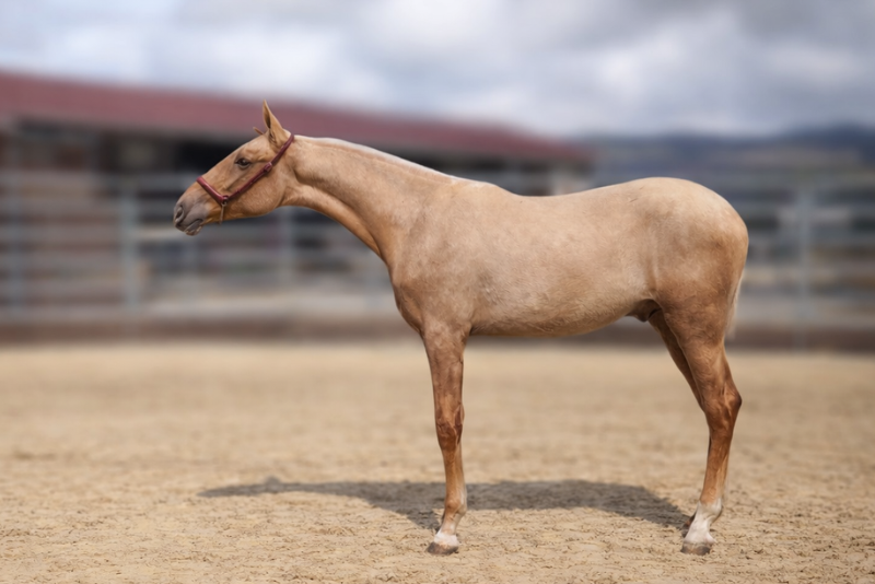Colt PRE Pure Spanish Bred For sale 2025 Palomino