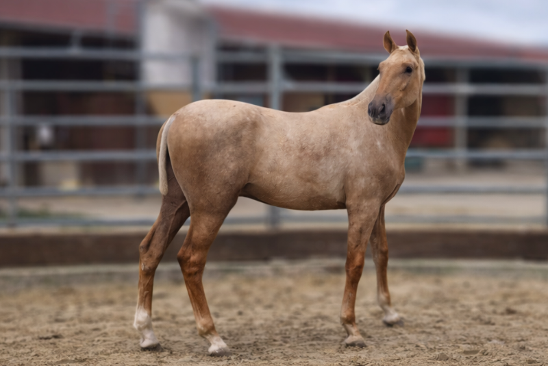 Colt PRE Pure Spanish Bred For sale 2025 Palomino