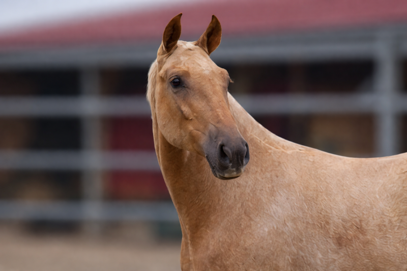 Colt PRE Pure Spanish Bred For sale 2025 Palomino