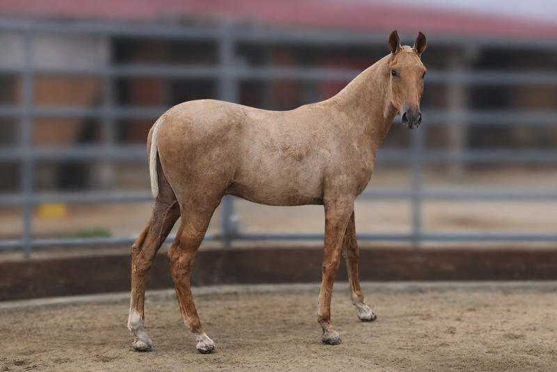 Colt PRE Pure Spanish Bred For sale 2025 Palomino