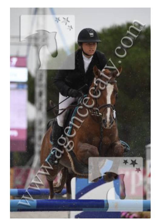 Gelding French Saddle Pony For sale 2011 Chesnut