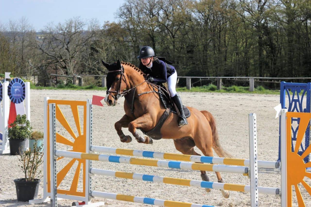 Gelding French Saddle Pony For sale 2011 Chesnut