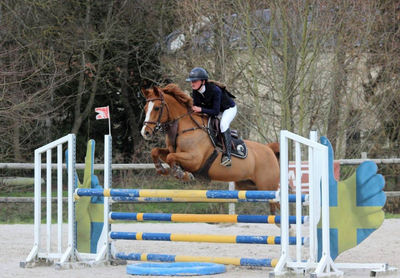 Gelding French Saddle Pony For sale 2011 Chesnut