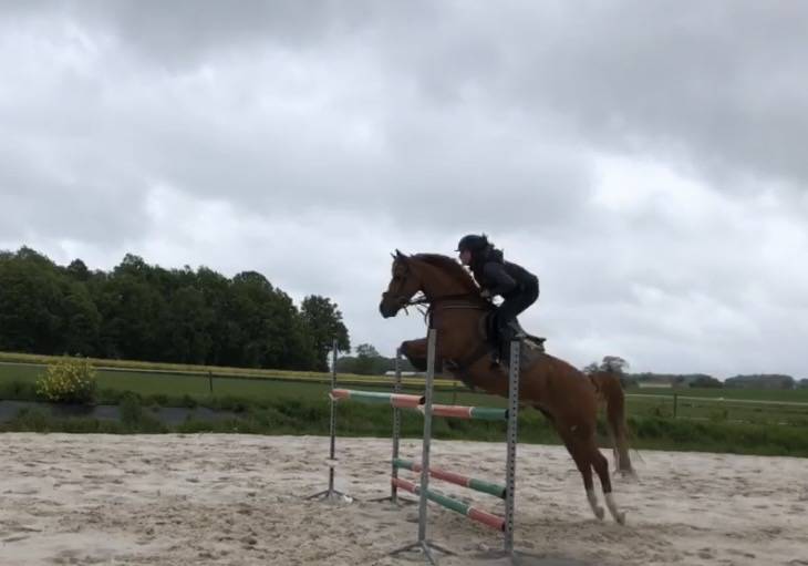 Gelding French Saddle Pony For sale 2011 Chesnut