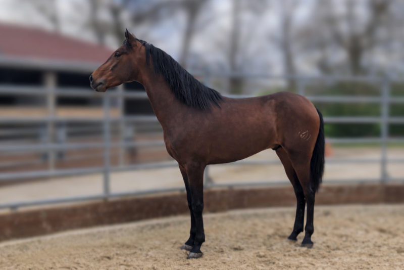 Gelding PRE Pure Spanish Bred For sale 2023 Bay