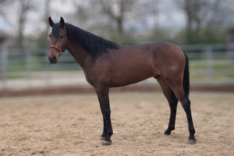 Gelding PRE Pure Spanish Bred For sale 2023 Bay