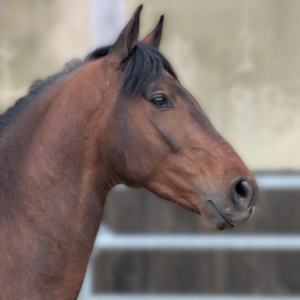 Gelding PRE Pure Spanish Bred For sale 2023 Bay