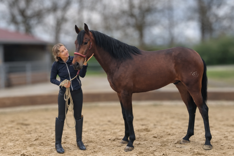 Gelding PRE Pure Spanish Bred For sale 2023 Bay
