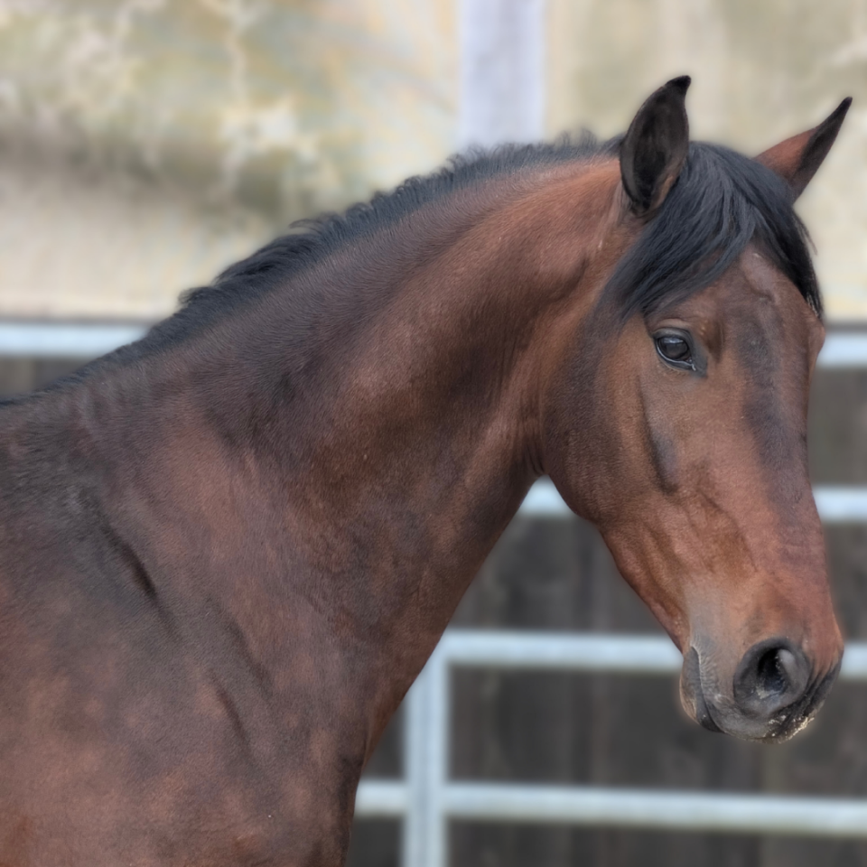 Gelding PRE Pure Spanish Bred For sale 2023 Bay