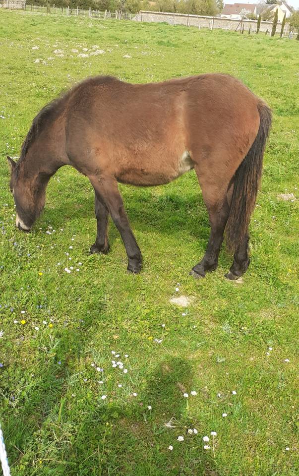 Colt Dartmoor For sale 2025 Bay