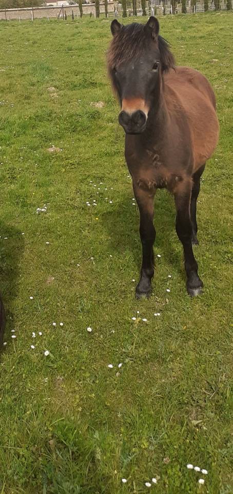 Colt Dartmoor For sale 2025 Bay